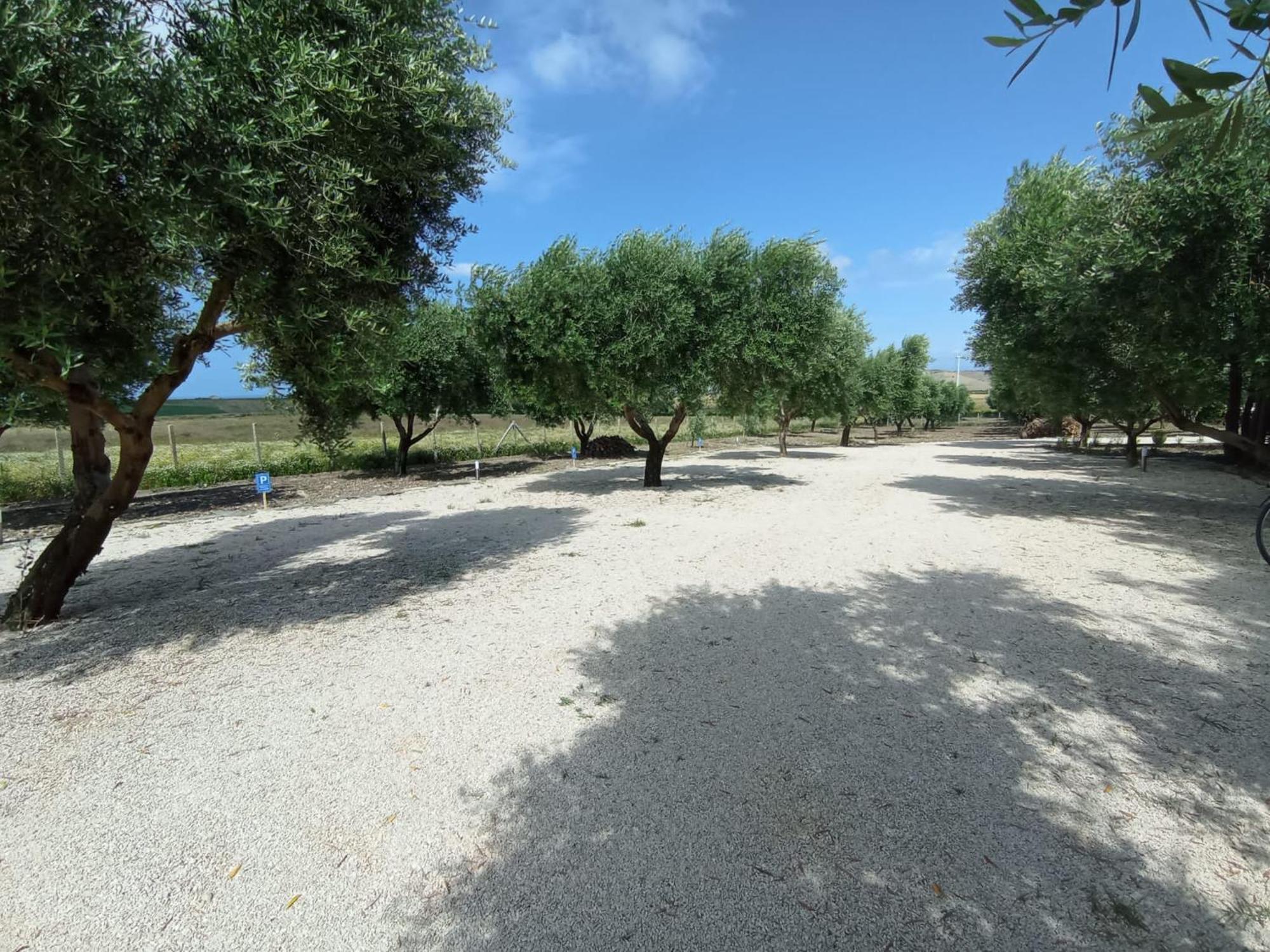 Tenuta Viale Degli Ulivi San Martino in Pensilis Exterior foto